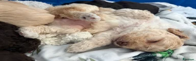 Cockapoo Puppy 1