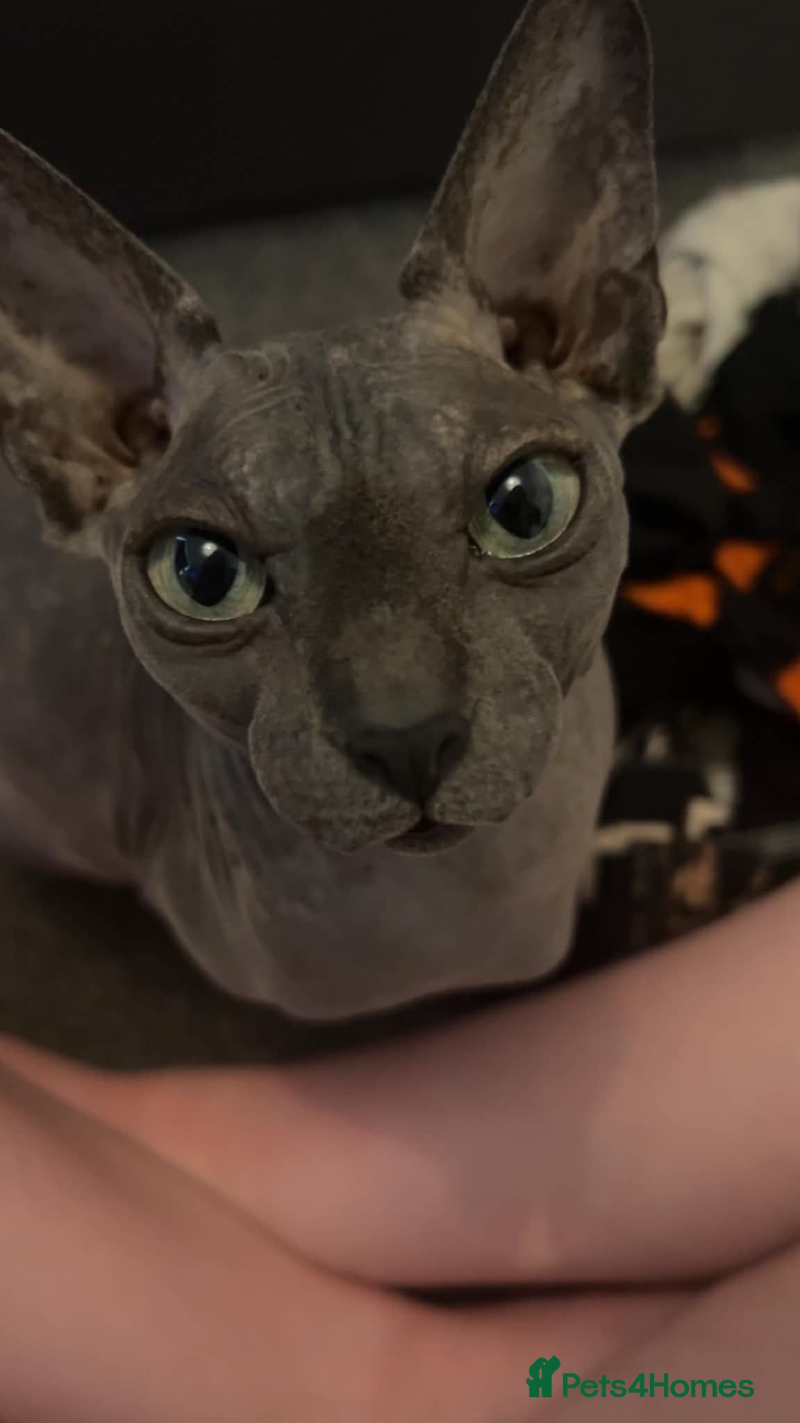 Sphynx cats 4 Year old sphynx cat for sale - Advert 1