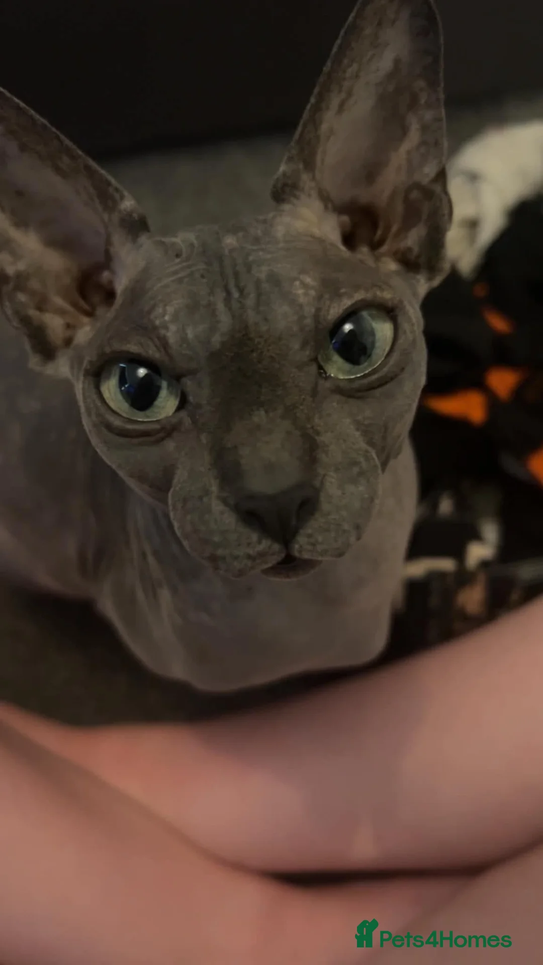 Sphynx cats for sale: 4 Year old sphynx cat for sale - Advert 1