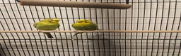 Budgerigars birds for sale: Budgies  - Advert 3