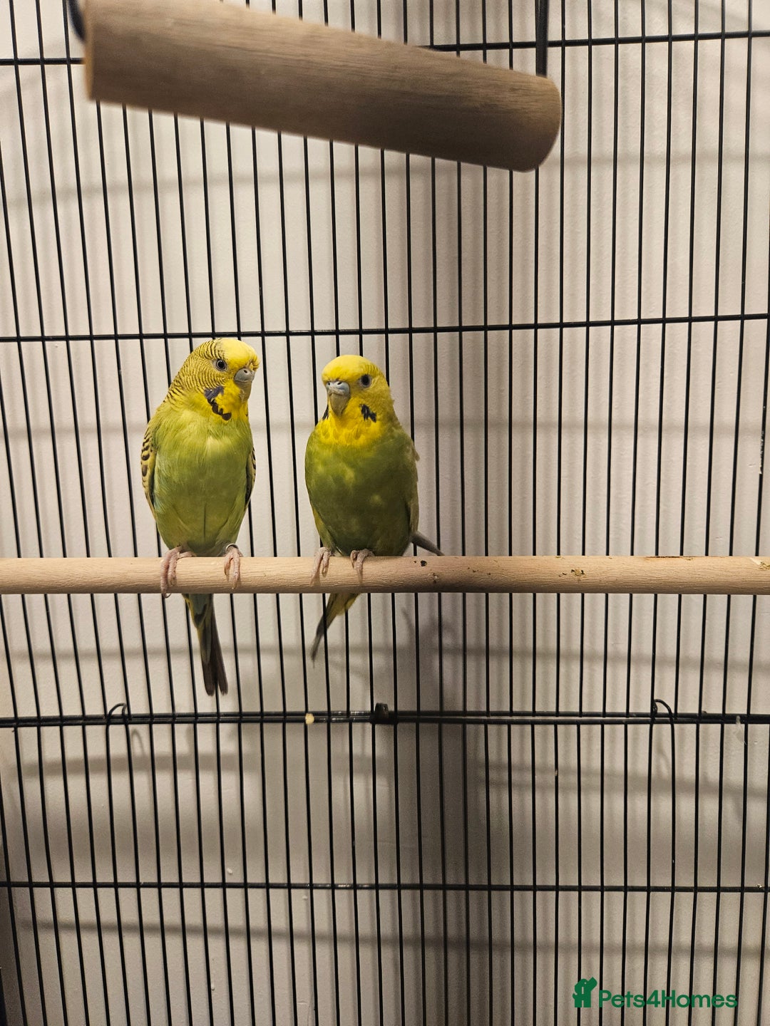 Budgerigars birds for sale: Budgies  - Advert 3