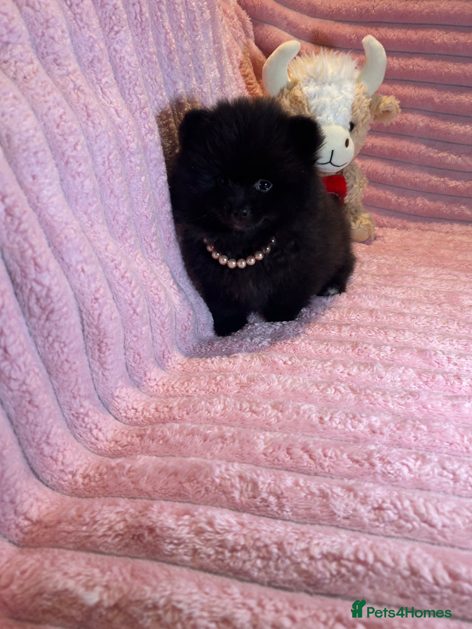 Pomeranian dogs 🩷Last Girl🩷Beautiful Pomeranian Puppies 🩷🐶🩷 - Advert 18