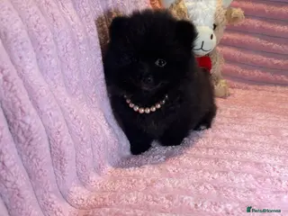 Pomeranian dogs 🩷Last Girl🩷Beautiful Pomeranian Puppies 🩷🐶🩷 - Advert 18