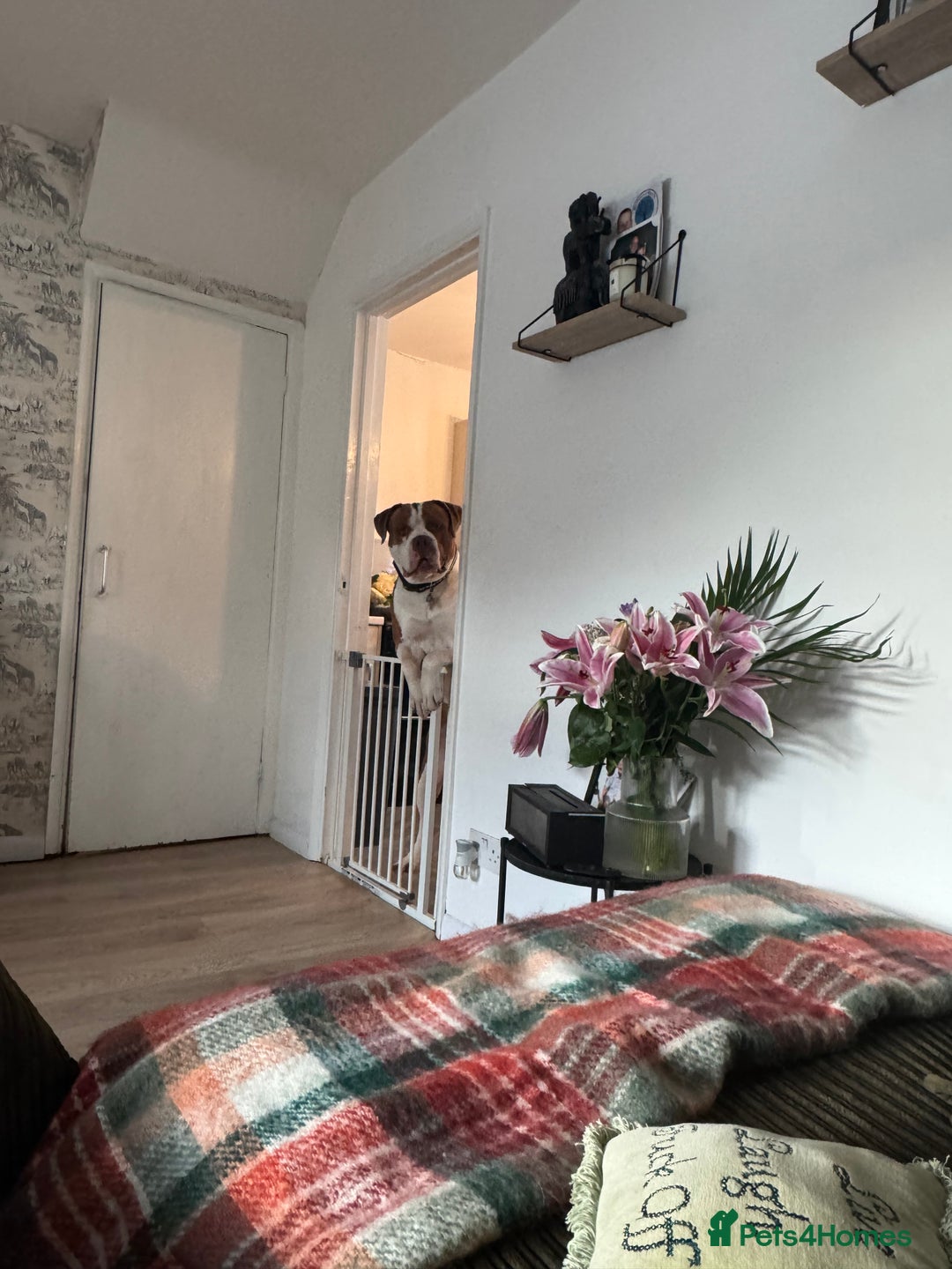 Mixed Breed dogs for sale: Boysie - Advert 26