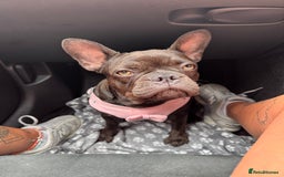 French Bulldog dogs for sale: Storm the French bulldog  - Image 8