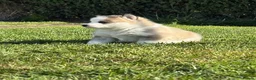Pomsky dogs for sale: Beautiful F3 Pomsky Puppies - Advert 8