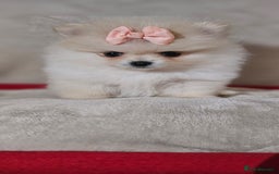Pomeranian dogs for sale:  Pomeranian puppies ready now  - Image 18