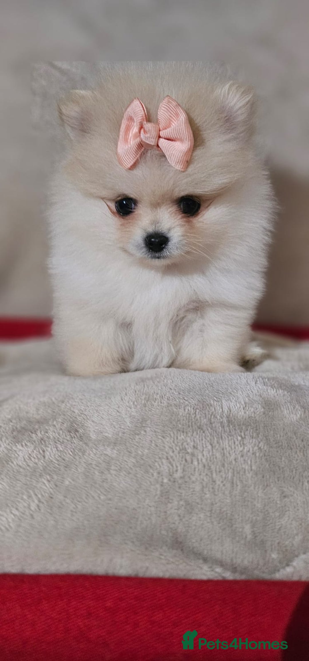 Pomeranian dogs for sale:  Pomeranian puppies ready now  - Image 18