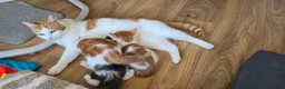 Mixed Breed cats for sale: Beautiful Kittens Looking for Their Forever Homes - Advert 3