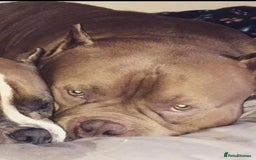 American Bulldog dogs for sale: Pocket bulldog  - Image 3