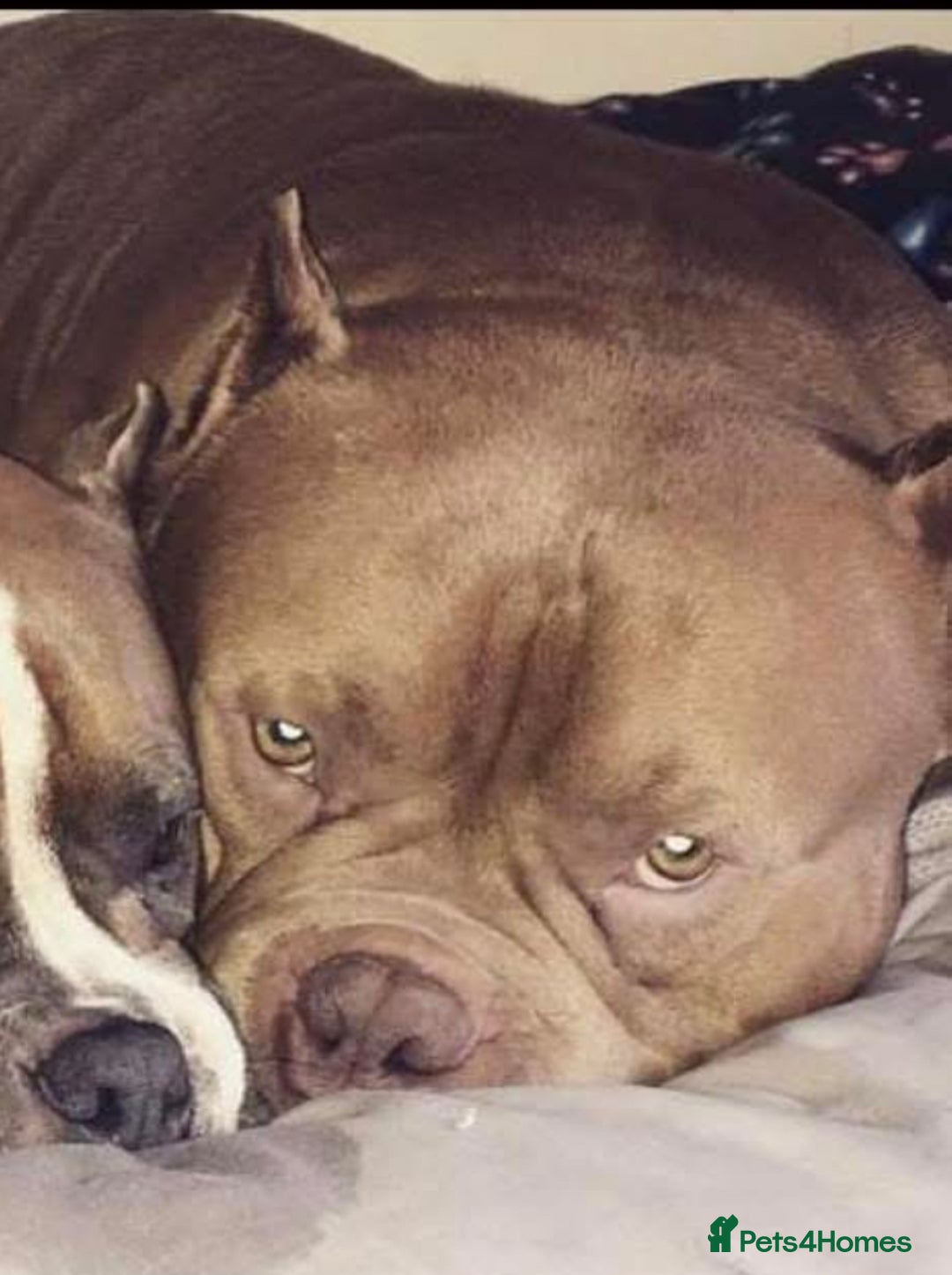 American Bulldog dogs for sale: Pocket bulldog  - Image 3