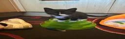 Mixed Breed cats for sale: 2 Beautiful Kittens - Advert 4