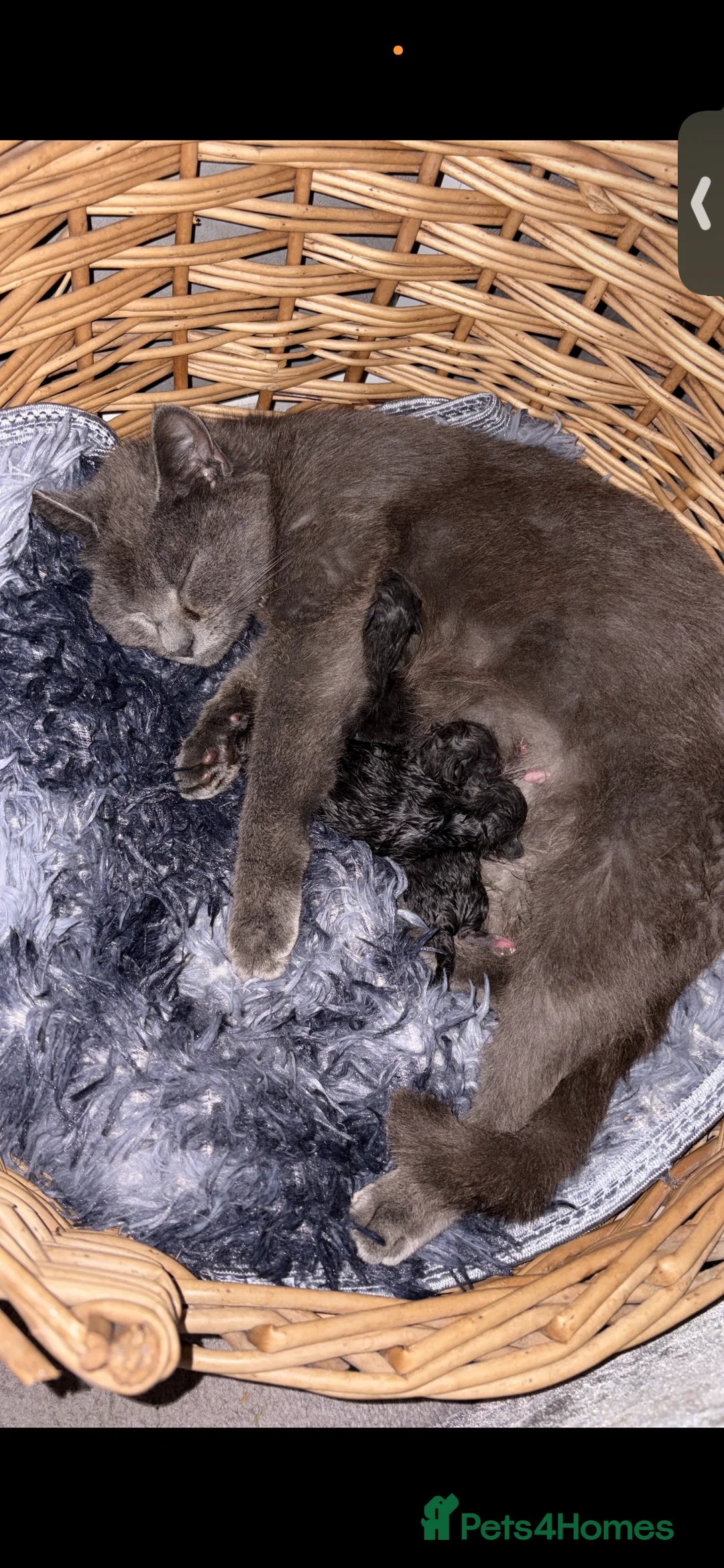 Mixed Breed cats for sale: Kittens in Ashford - Advert 2