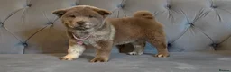 Chow Chow dogs for sale: Stunning exotic colour chowski puppies for sale  - Advert 5