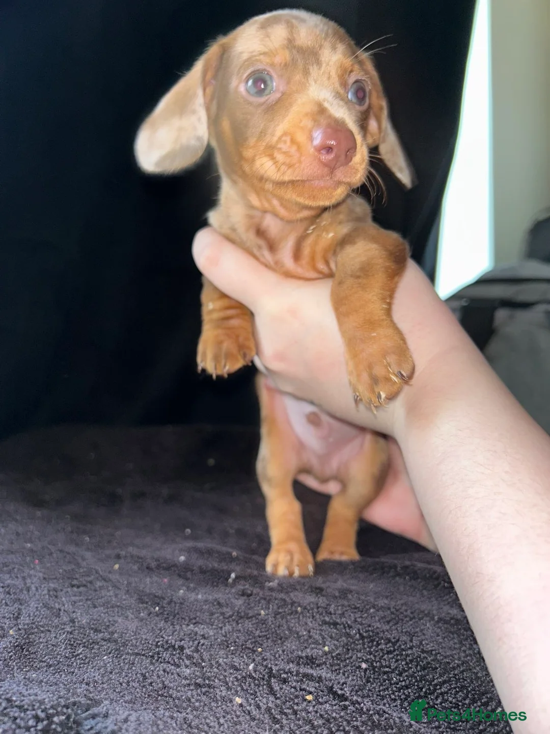 Miniature Dachshund dogs for sale: 3 beautiful boys left !!  - Advert 6