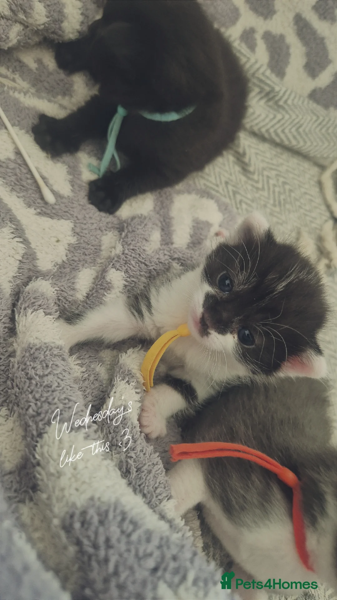 Mixed Breed cats for sale: Moggy kittens  in Ilminster - Advert 13