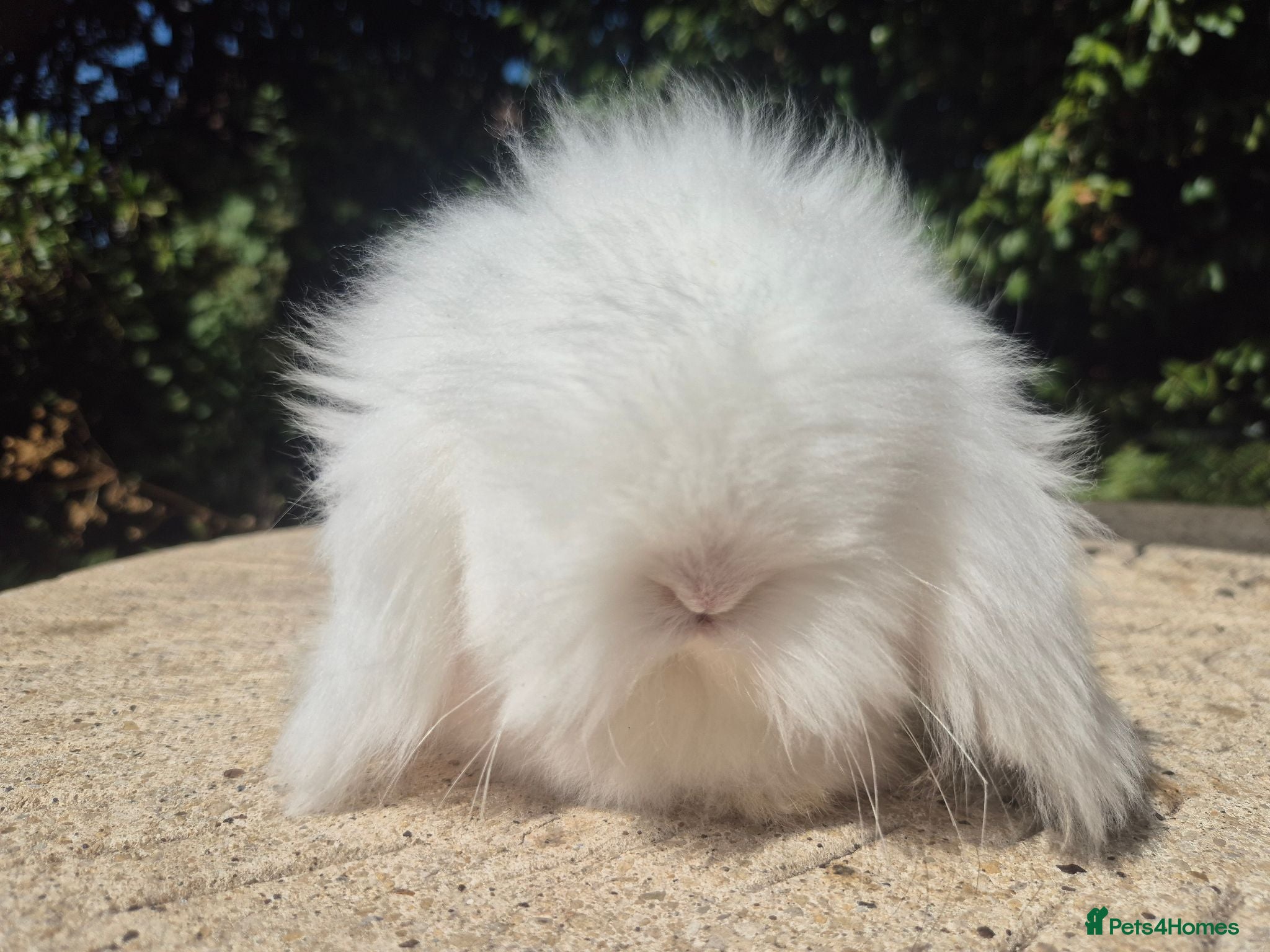 Angora rabbits 💓STUNNING TEDDYWIDDER BABIES- IMPORTED PARENTS 💓 - Advert 2