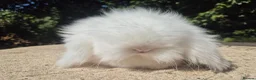 Angora rabbits for sale: 💓STUNNING TEDDYWIDDER BABIES- IMPORTED PARENTS 💓 - Advert 10