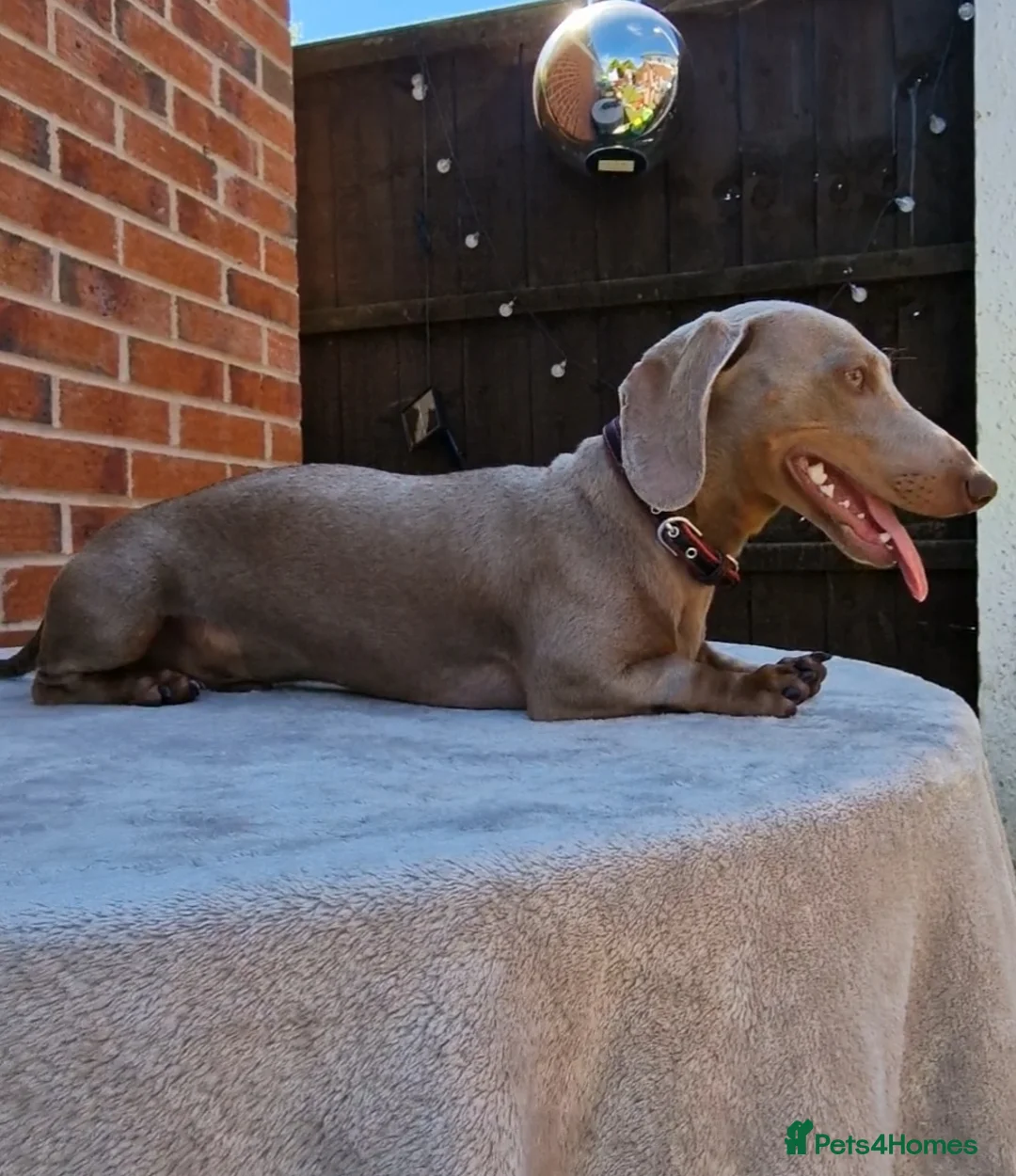 Miniature Dachshund dogs for stud: Romeo in Liverpool - Advert 12