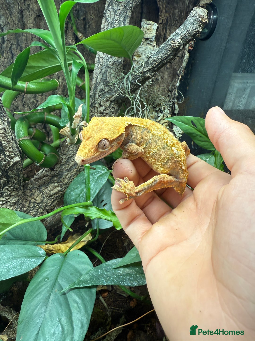 Gecko reptiles for sale: Crested gecko - Image 2