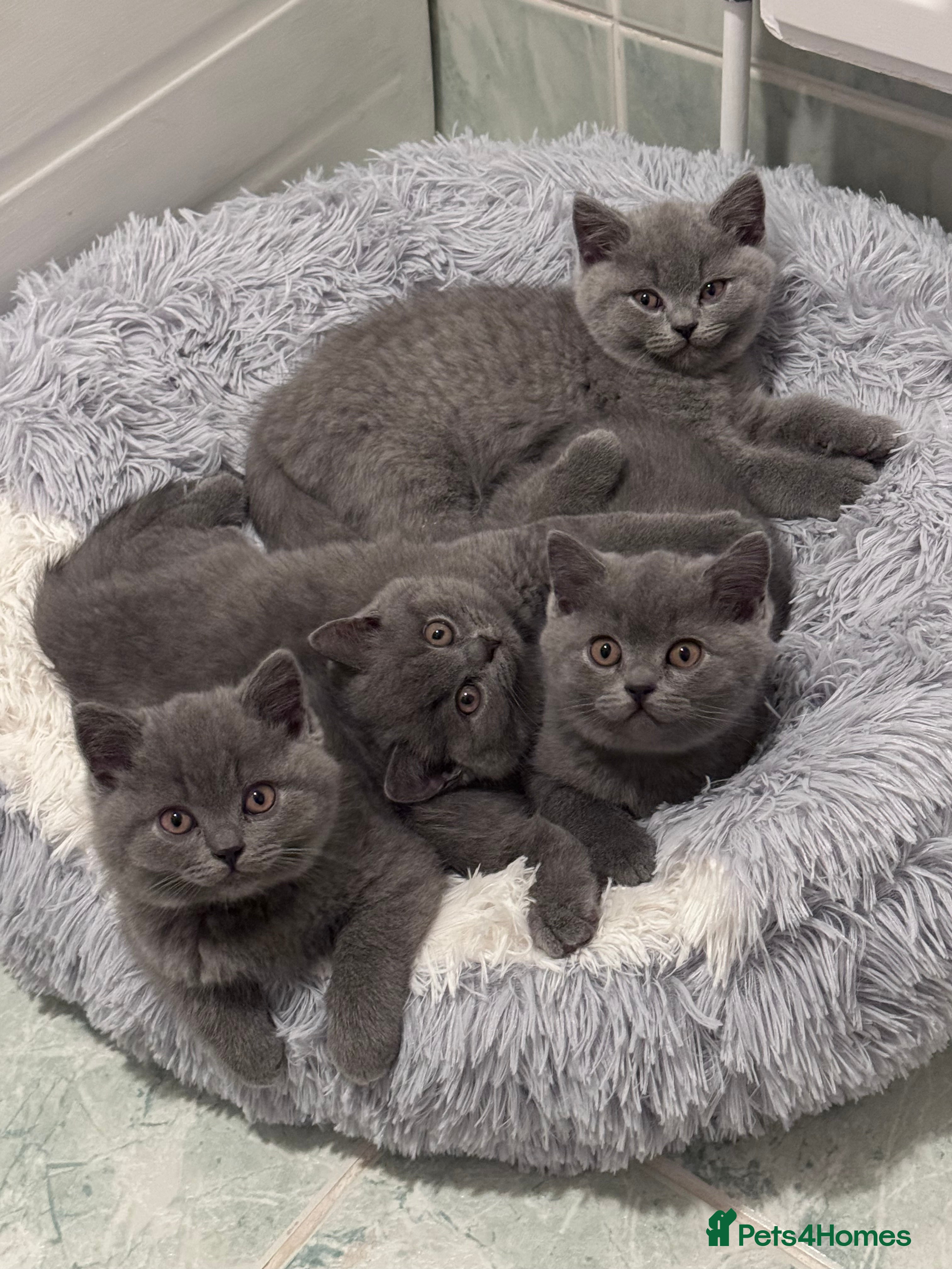 British Shorthair cats British shorthair kittens 🐈‍⬛ - Advert 1