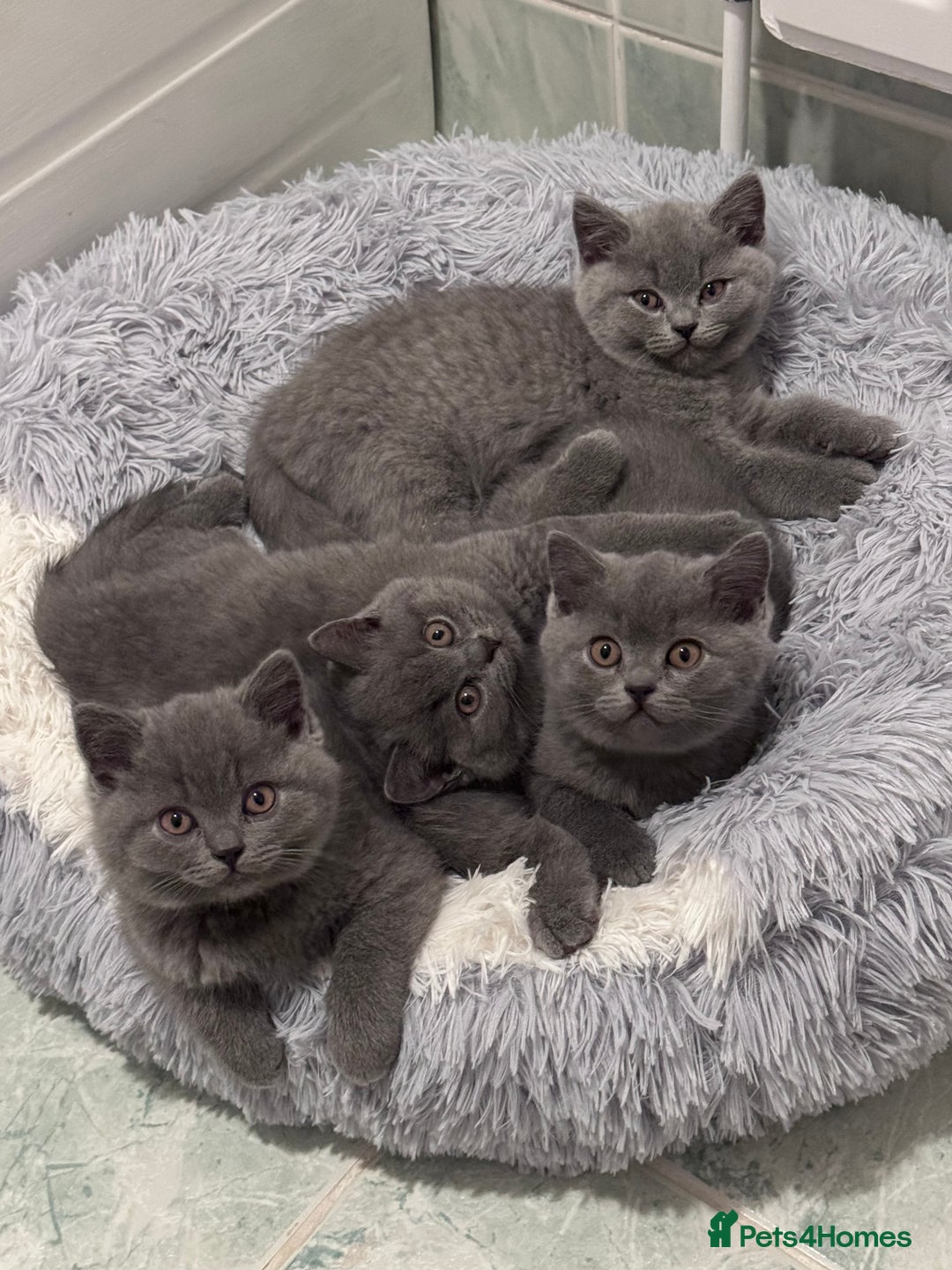 British Shorthair cats for sale: British shorthair kittens 🐈‍⬛ - Advert 1
