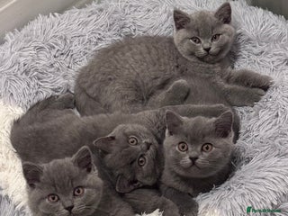 British Shorthair cats British shorthair kittens 🐈⬛ - Advert 14