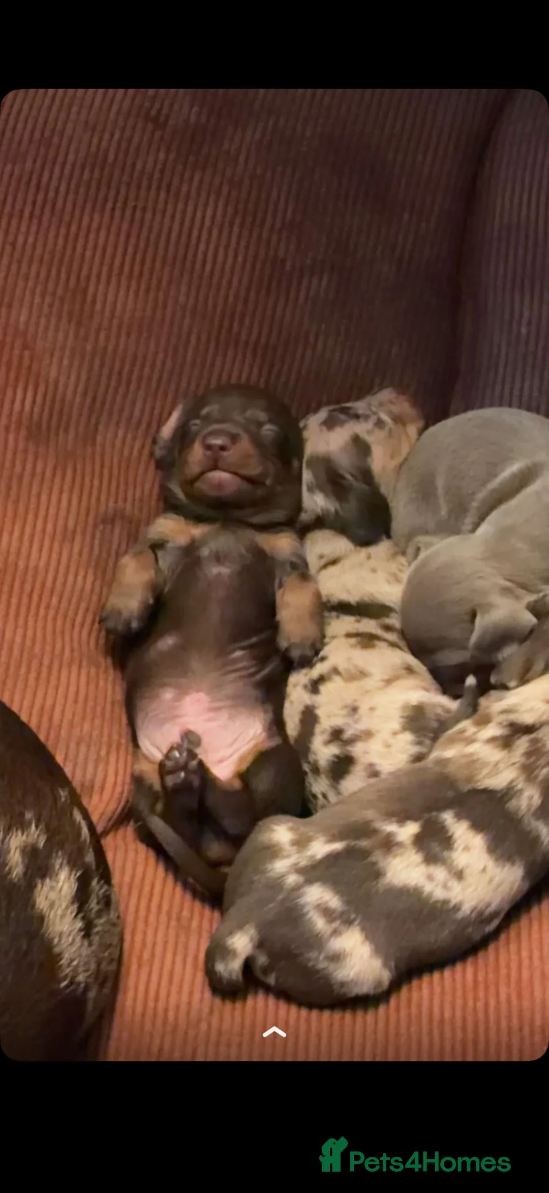 Miniature Dachshund dogs for sale: Miniture dachshund puppies  - Advert 2