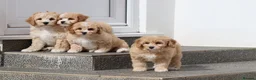 Cavapoochon dogs for sale: Beautiful Cavapoochon puppies for sale - Advert 31
