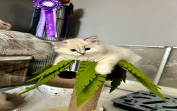 Ragdoll cats for sale: Stunning Ragdoll kitten SHOW/BREEDING -GCCF   - Image 22