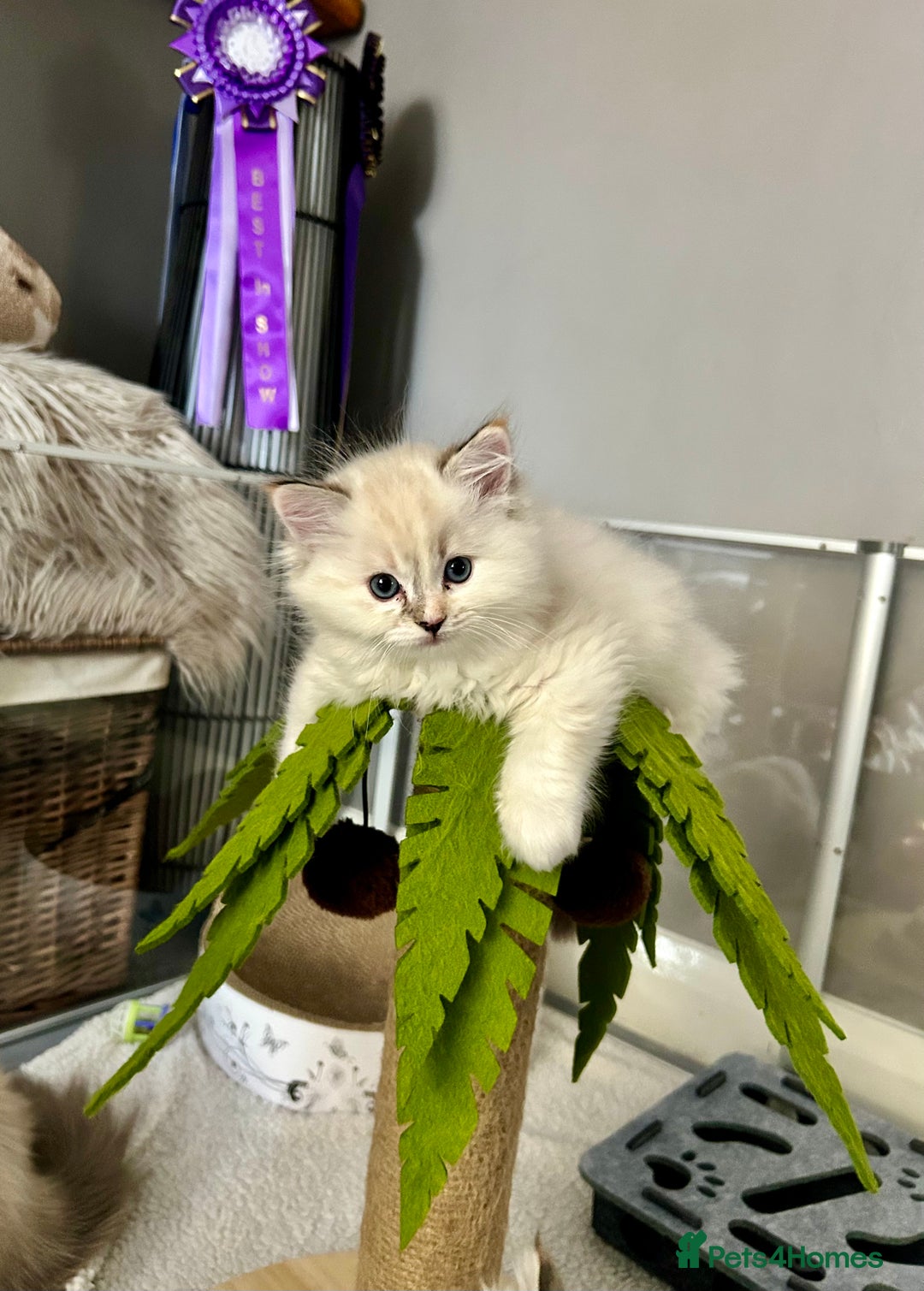Ragdoll cats for sale: Stunning Ragdoll kitten SHOW/BREEDING -GCCF   - Image 22