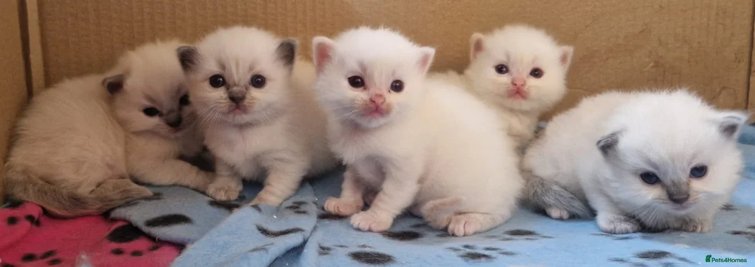 Ragdoll cats for sale: Ragdoll kittens - Advert 1
