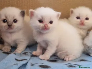 Ragdoll cats Ragdoll kittens - Advert 1