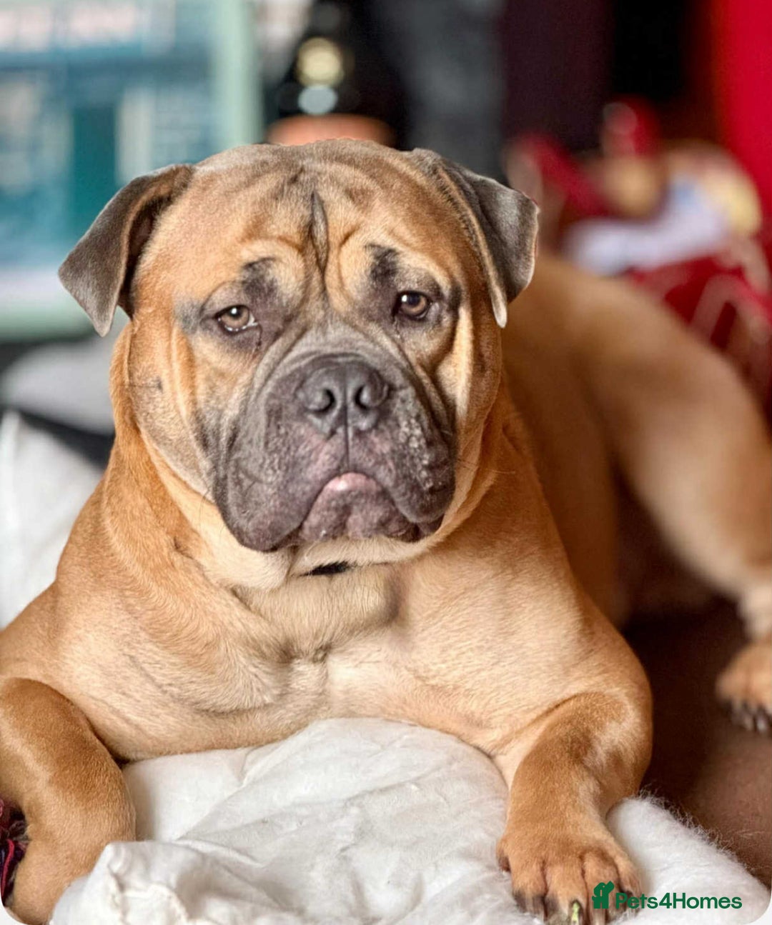 Old Tyme Bulldog dogs for stud: Stud beautiful old Tyme bulldog  - Image 3