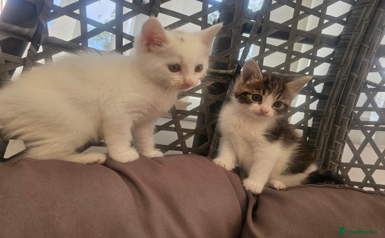 Mixed Breed cats - Advert 5