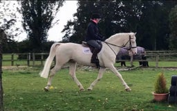 Belgian Warmblood horses for sale: SCHOOL MASTER /  LICENSED STALLION  - Image 3