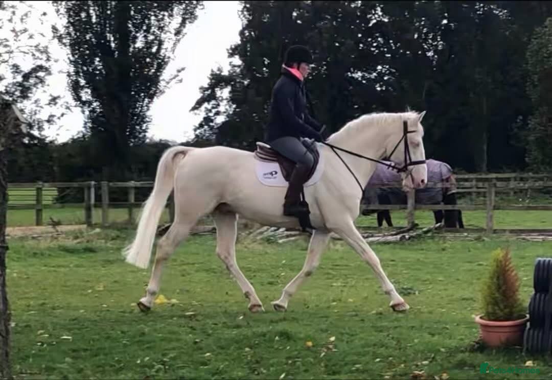 Belgian Warmblood horses for sale: SCHOOL MASTER /  LICENSED STALLION  - Image 3