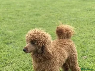 Miniature Poodle dogs for stud - Advert 2