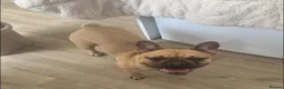 French Bulldog dogs for adoption: 💔 BONNIE NEEDS A SAFE PLACE TO HEAL 💔 - Advert 1