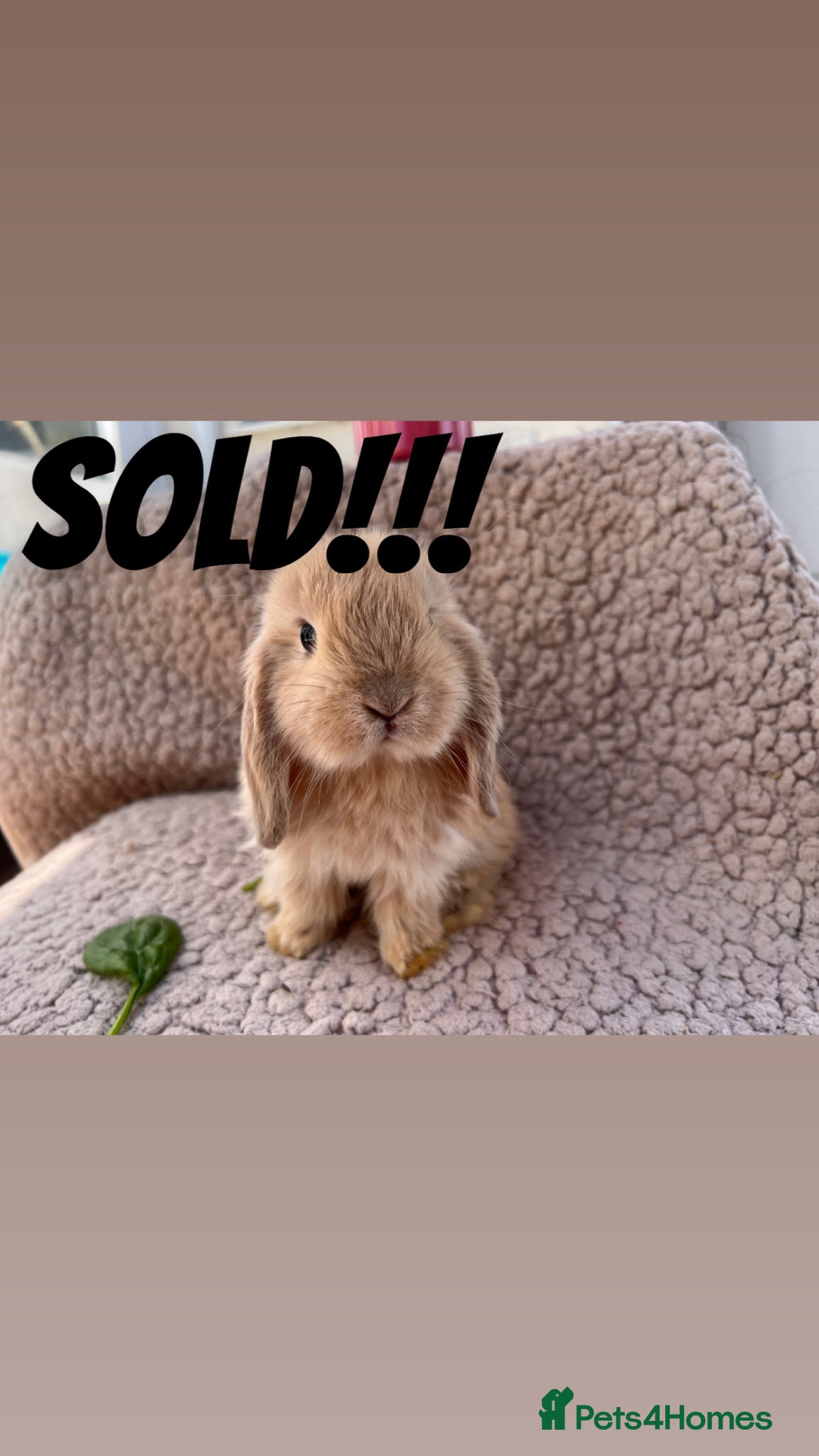 Mini Lop rabbits 5 beautiful mini lops for sale - Advert 16