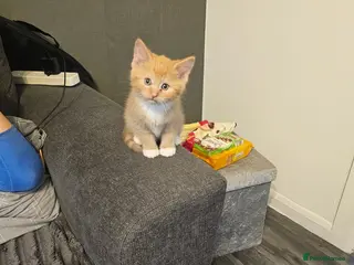 Mixed Breed cats Kittens - Advert 1