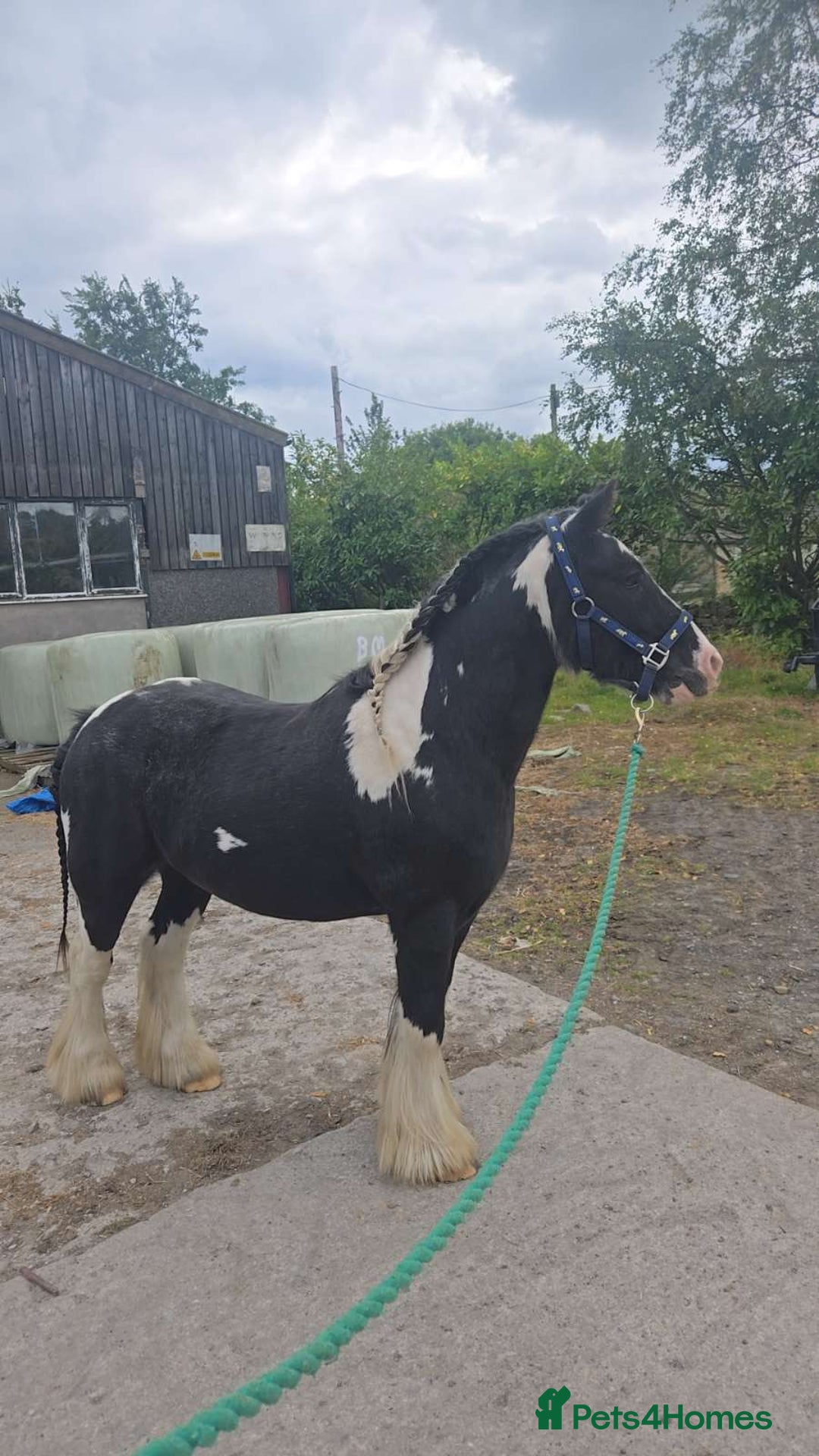 Irish Cob horses for sale: Tucker  - Image 3