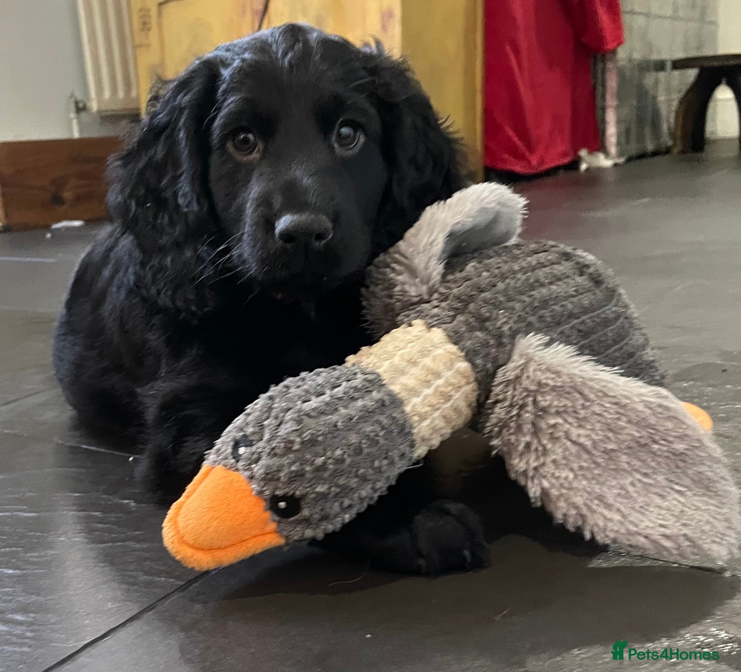 Cocker Spaniel dogs Working Cocker Spaniels - Advert 12