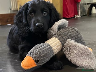 Cocker Spaniel dogs Working Cocker Spaniels - Advert 11