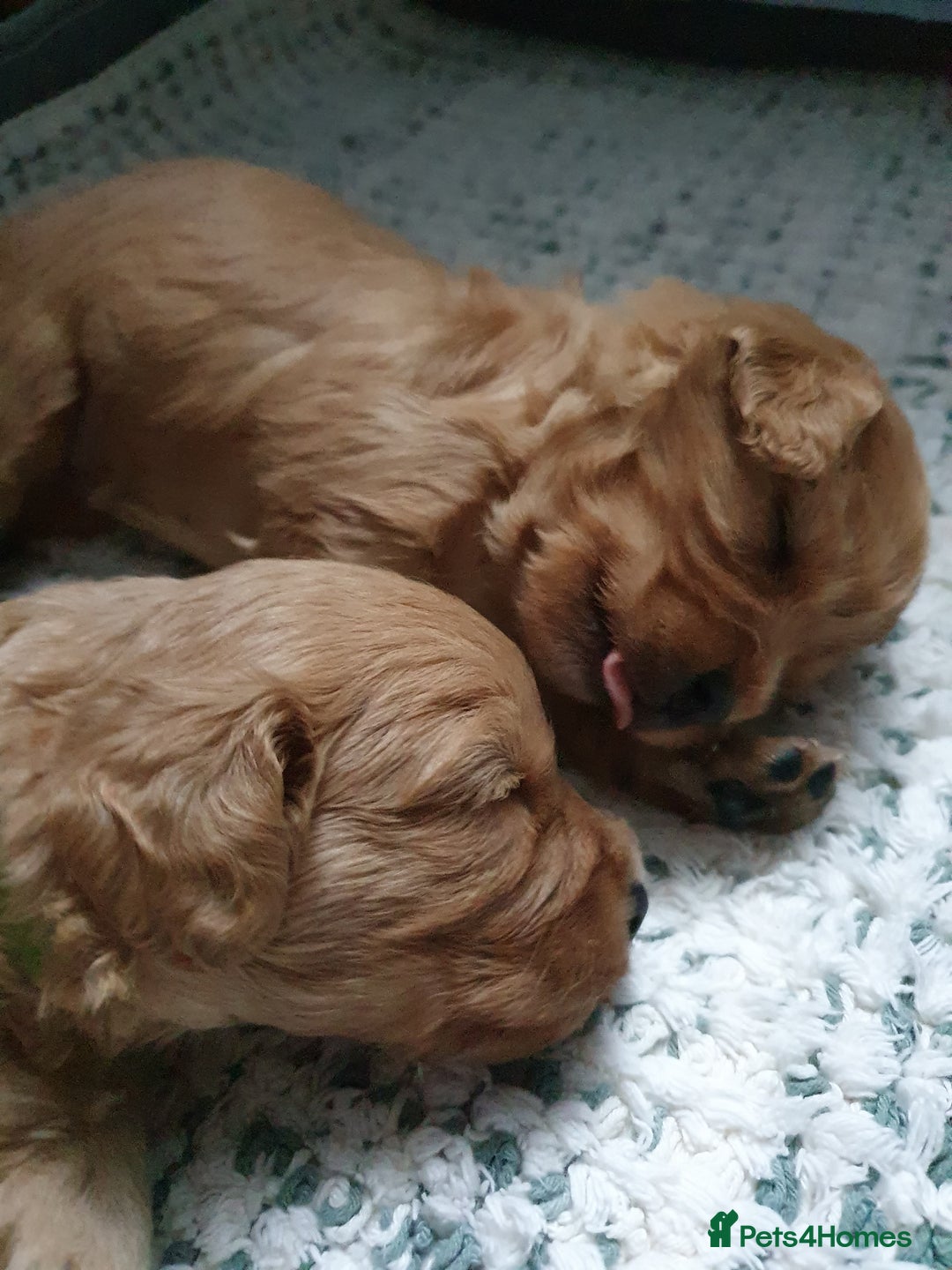 Mixed Breed dogs for sale: Beautiful red and fawn colour Cavapoochons pups - Advert 23