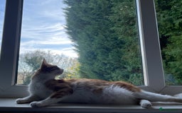 British Shorthair cats for sale: 1 year old ginger and white tortoiseshell cat - Image 2