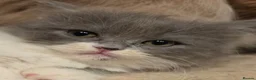 Persian cats for sale: Beautiful Ragdoll/Persian Kittens. - Advert 34