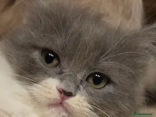 Persian cats Beautiful Ragdoll/Persian Kittens. - Advert 1