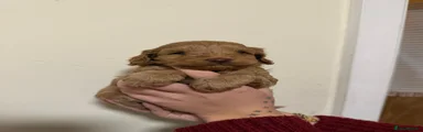 Cockapoo 1