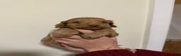 Cockapoo dogs for sale: GORGEOUS GOLD & RED MINIATURE COCKAPOO PUPPIES  in Northwich - Advert 16